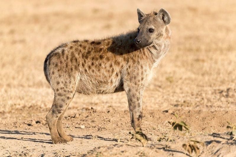 Spotted hyena in park.