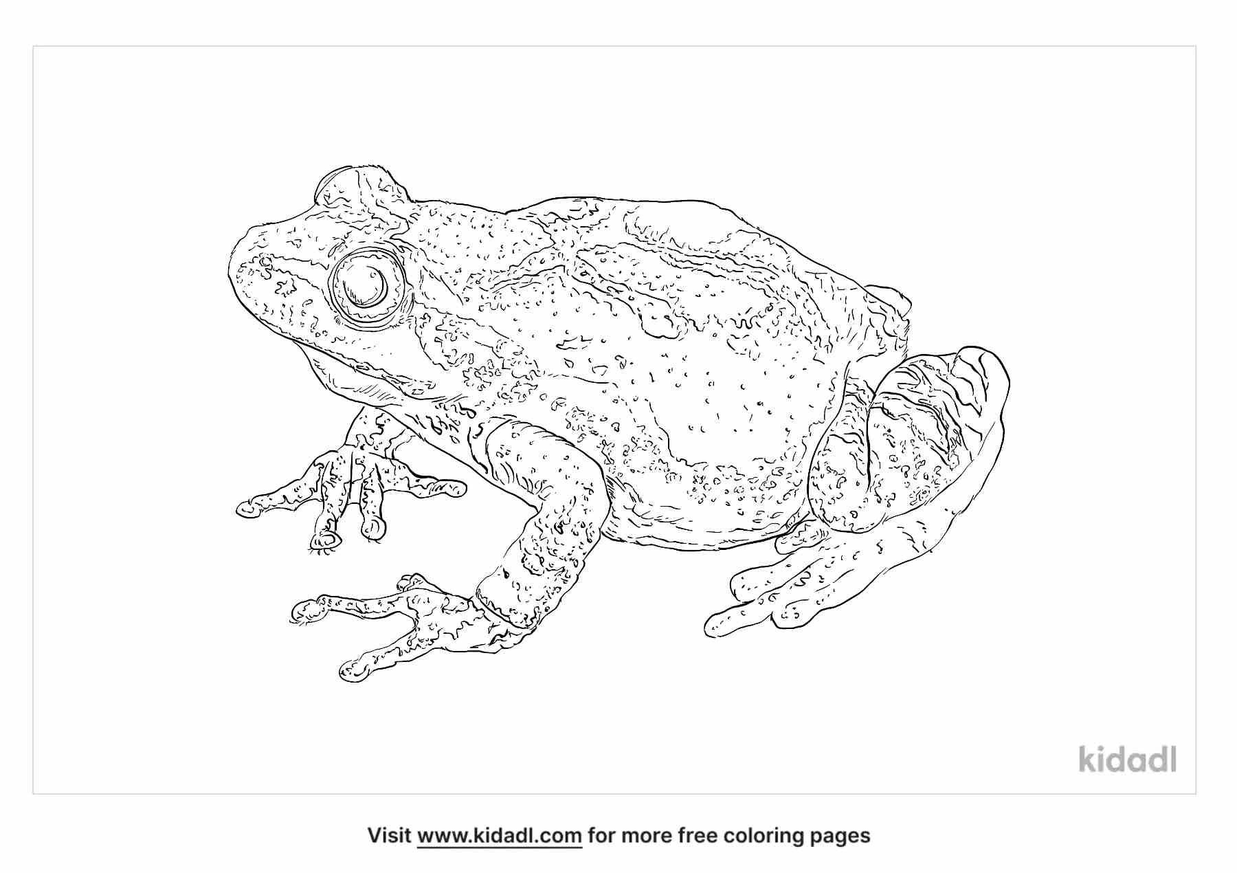 coloring page that have spring peeper