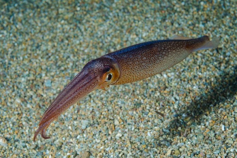 Japanese flying squid near seabed.