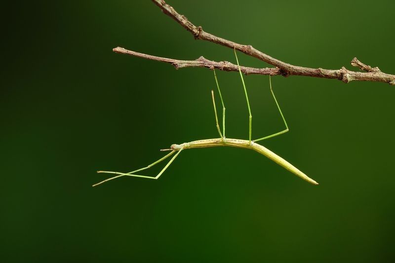 Stick insect on tree.