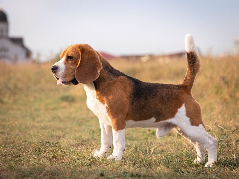 Beagle standing in grass.