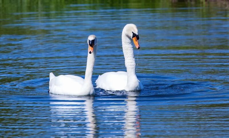 Pair of swans.