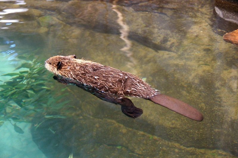 American Beaver Baby Swimming Exercise.