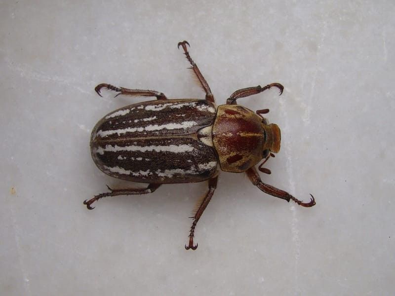 Ten-lined June beetles are frequently found on the roots of the dead trees.
