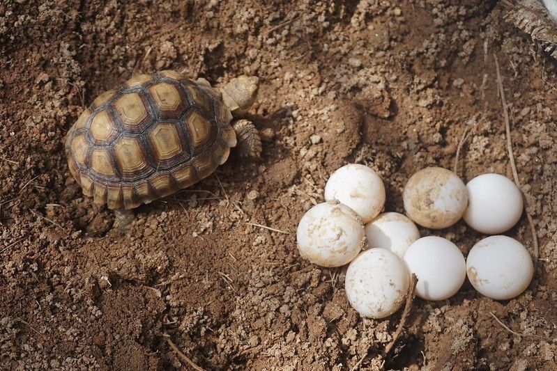 Eggs of African spurred tortoise