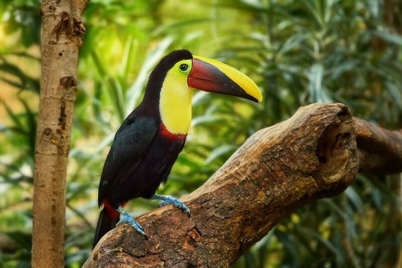 Toucan on tree branch.
