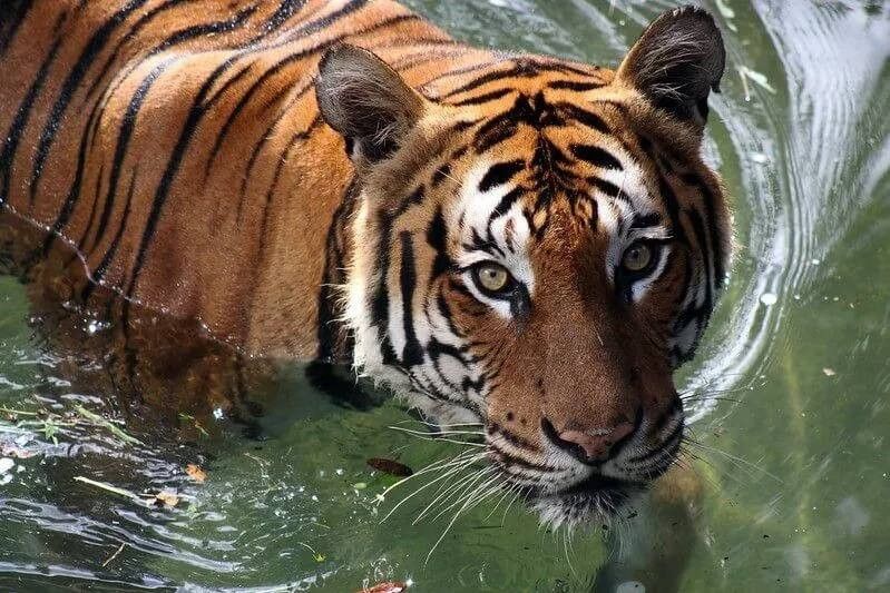 raise awareness about tiger 