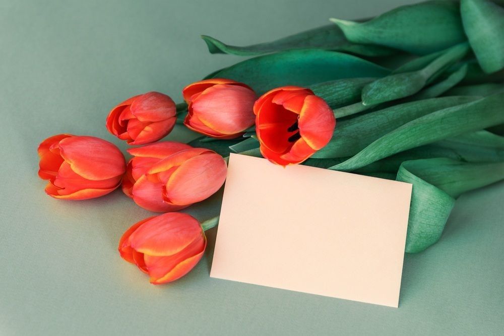 Scarlet tulips and blank paper for text.