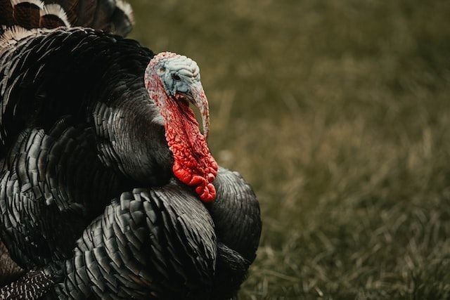Facts about the sizes of turkeys and turkey diseases help us learn something new.