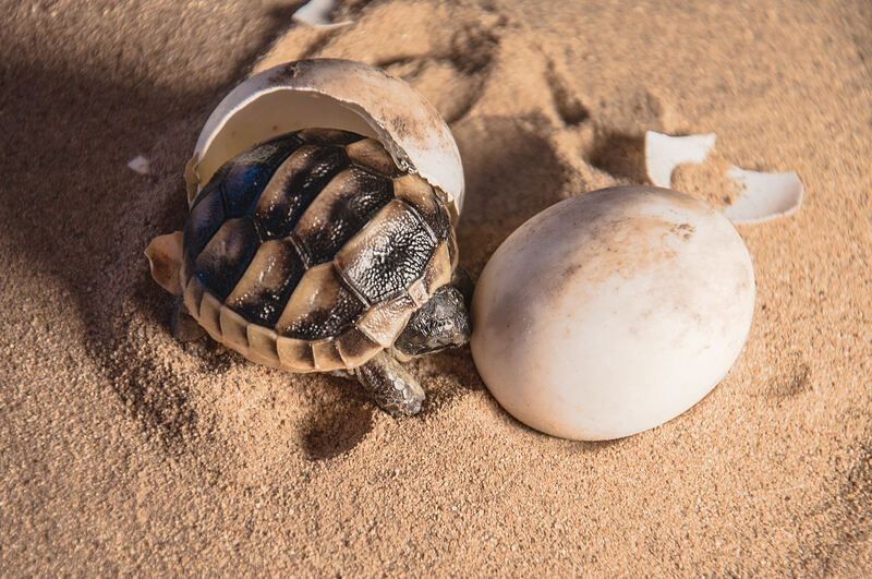 Common tortoise baby is hatching from egg on sand.