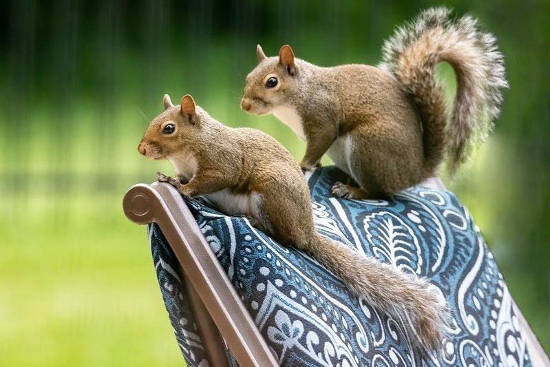 Two Squirrels Perched on an Outdoor Chair