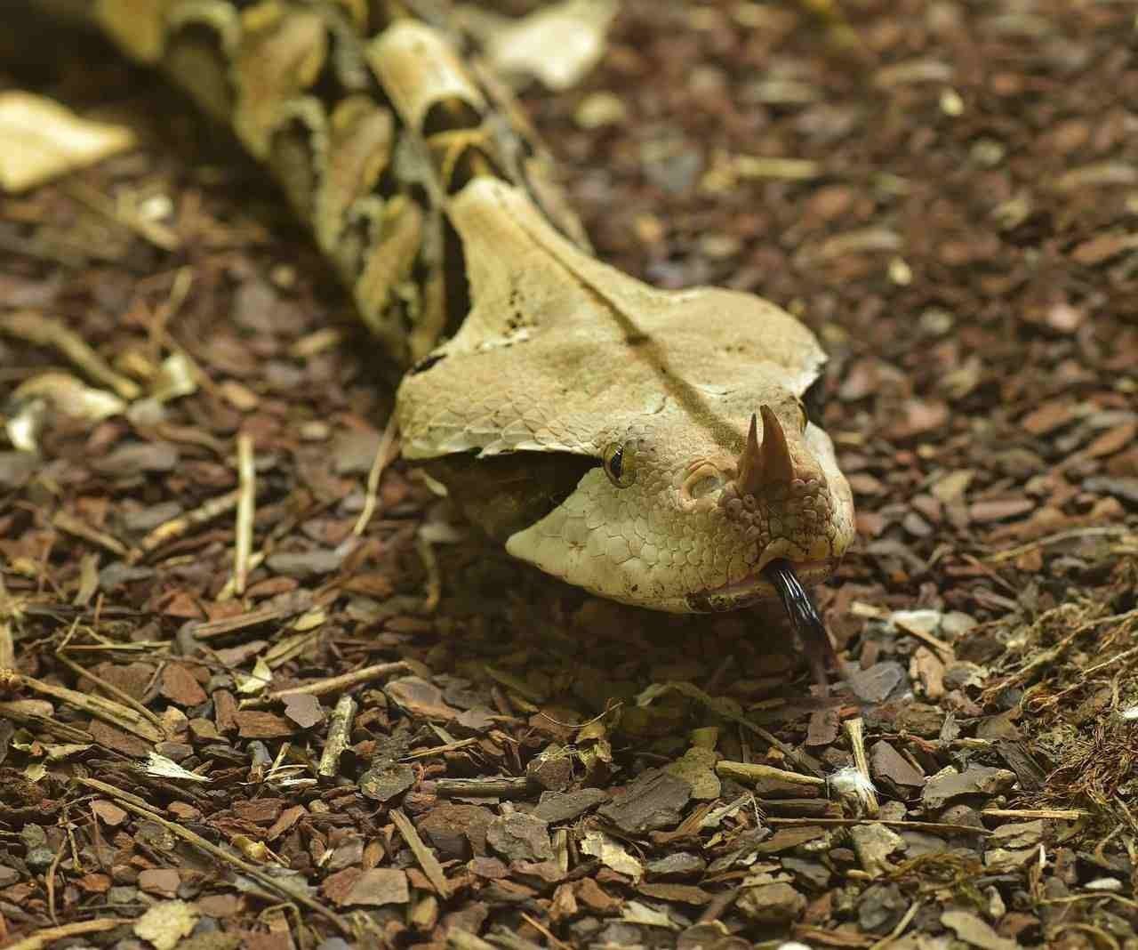 A Gaboon viper is the venomous viper