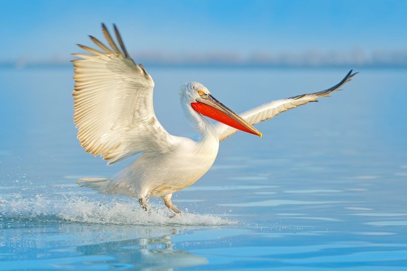 Bird landing to the blue lake water.