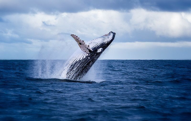 Humpback whale jumping out of the water in Australia.