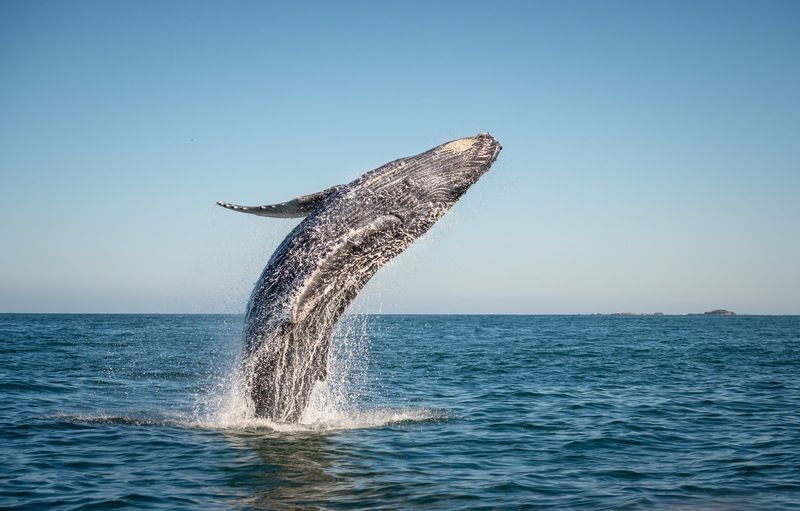 Whale breaching.