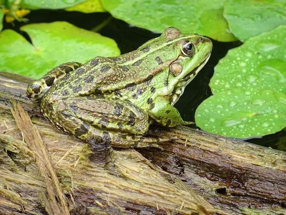 What Do Common Frogs Look Like