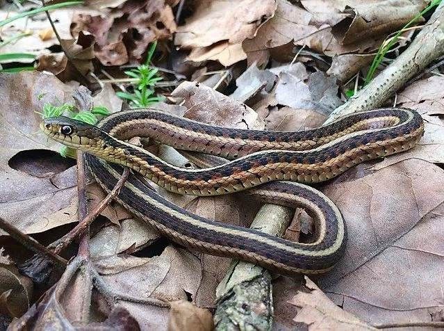 A common garter snakes over some dead leaves on the ground.