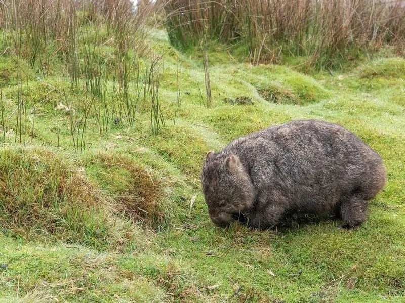 What Do Common Wombats Look Like