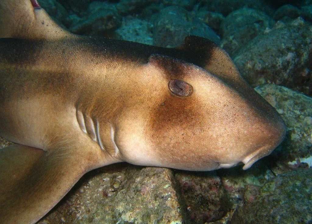 What Do Crested Bullhead Sharks Look Like