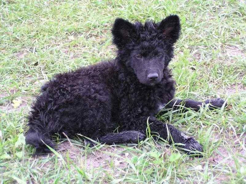 A black-colored Croatian sheepdog sitting on the ground.
