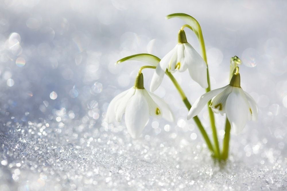 Snowdrop flowers in the snow