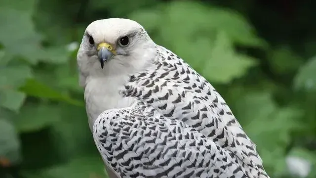 White gyrfalcons have stunning white feathers, they even sometimes have dark brown feathers too!