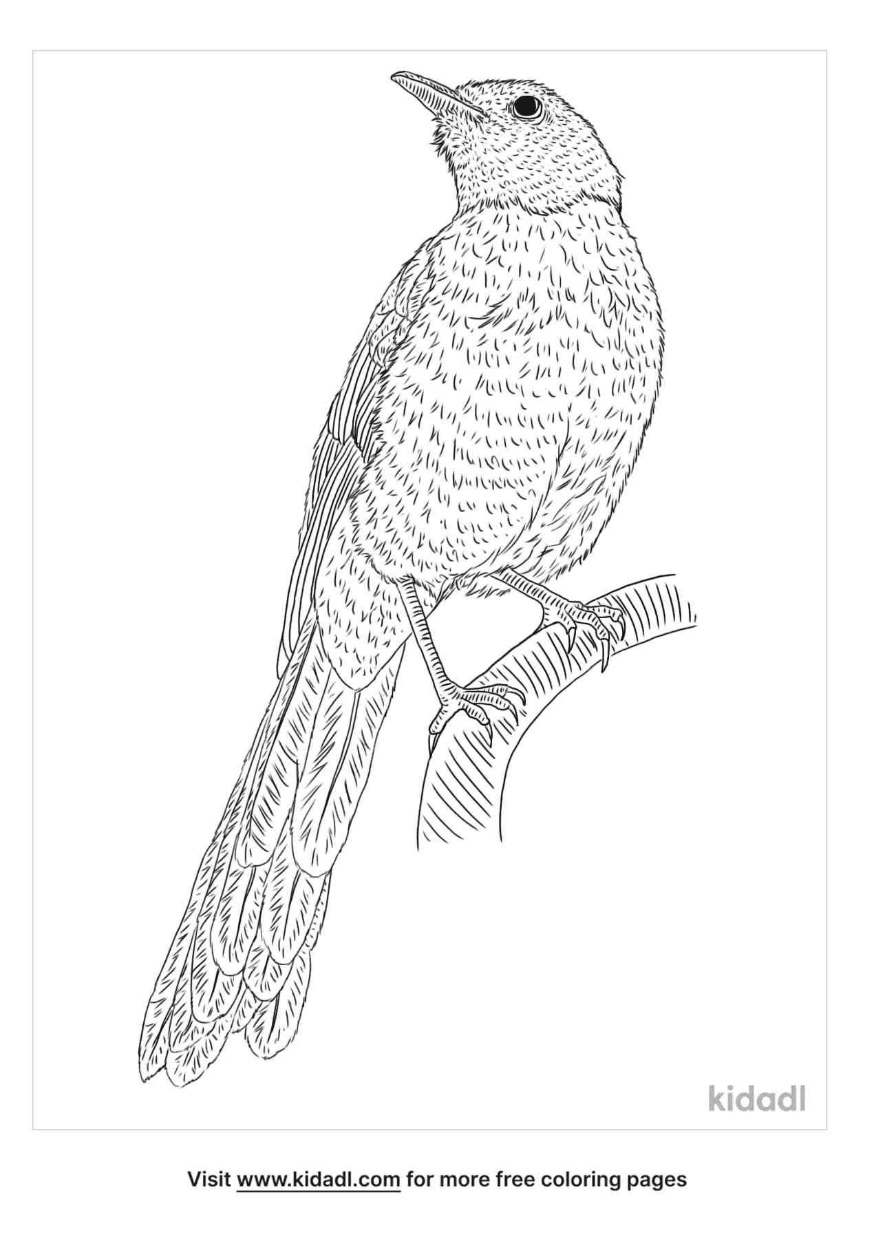 coloring page that have white headed robin chat
