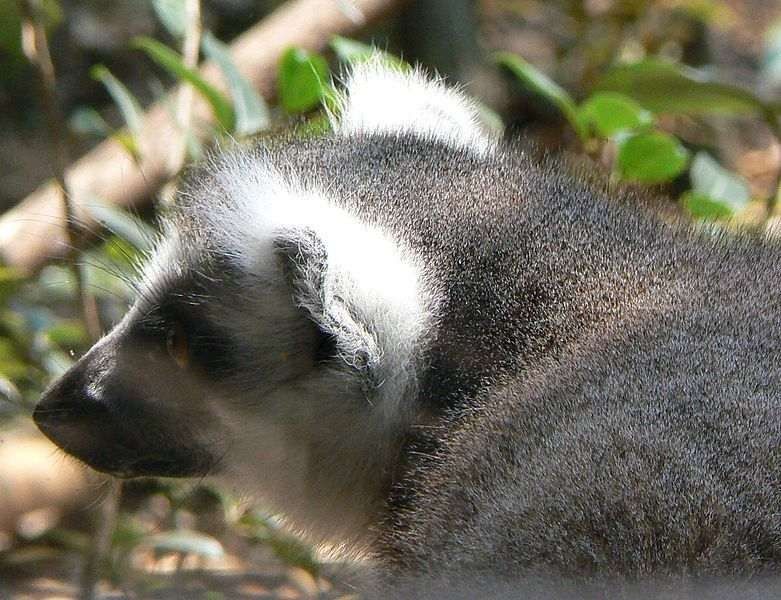 Mexican Lemur Fun Facts