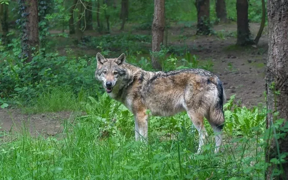 Wolamutes are giant dogs and can be as long or large as a wolf.