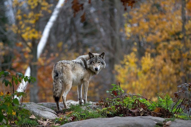 Wolf looking behind in forest.