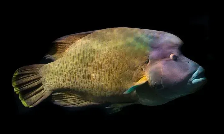 The humphead wrasse is an interesting reef fish with bulged lips.