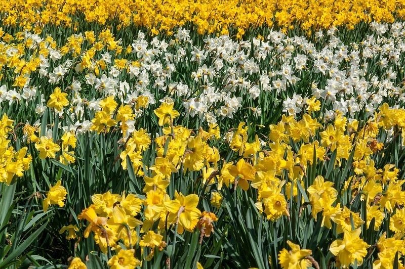 Blooming yellow and white flowers in field